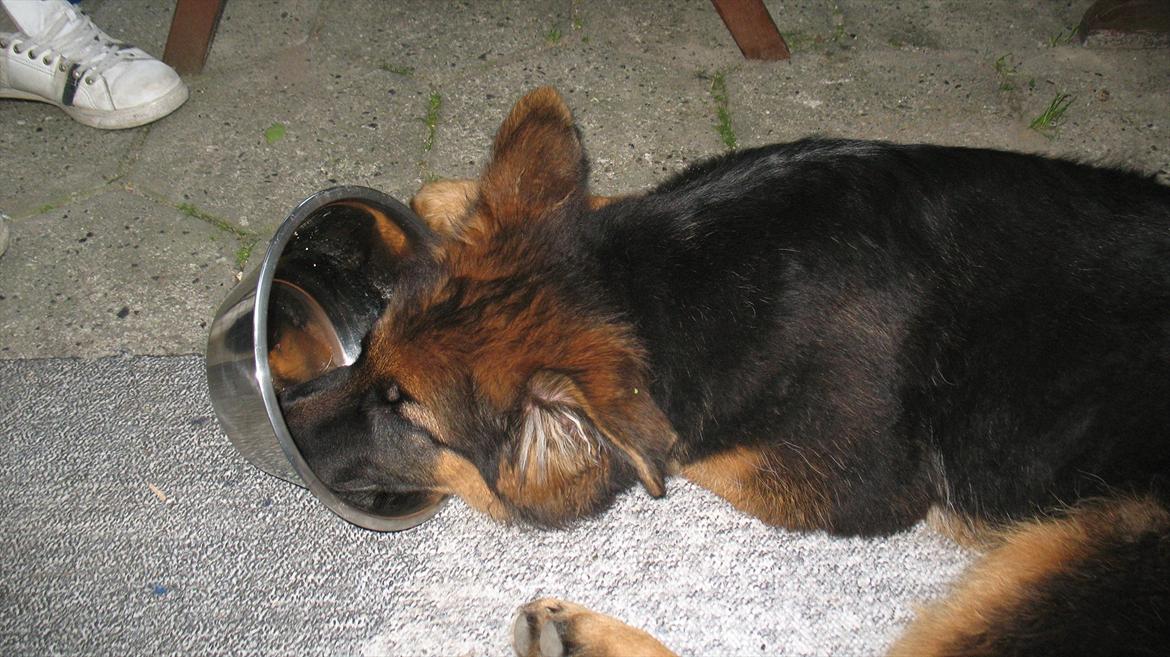 Schæferhund Akacias Quando - Bare fordi man vil hoppe på tungen for en godbid, så behøver man jo ikke være madglad vel? billede 10