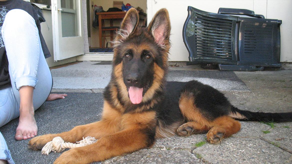 Schæferhund Akacias Quando - Så rejste øre nummer 2 sig endelig, lige et par timer inden kennelhosten ramte. Så gik der lige 1 måned hvor man hverken så andre hunde, eller 2 rejste ører :( billede 11