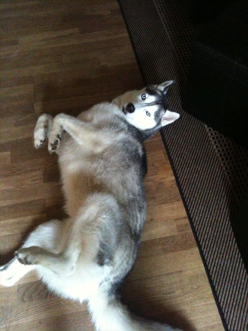 Siberian husky Marquis billede 6