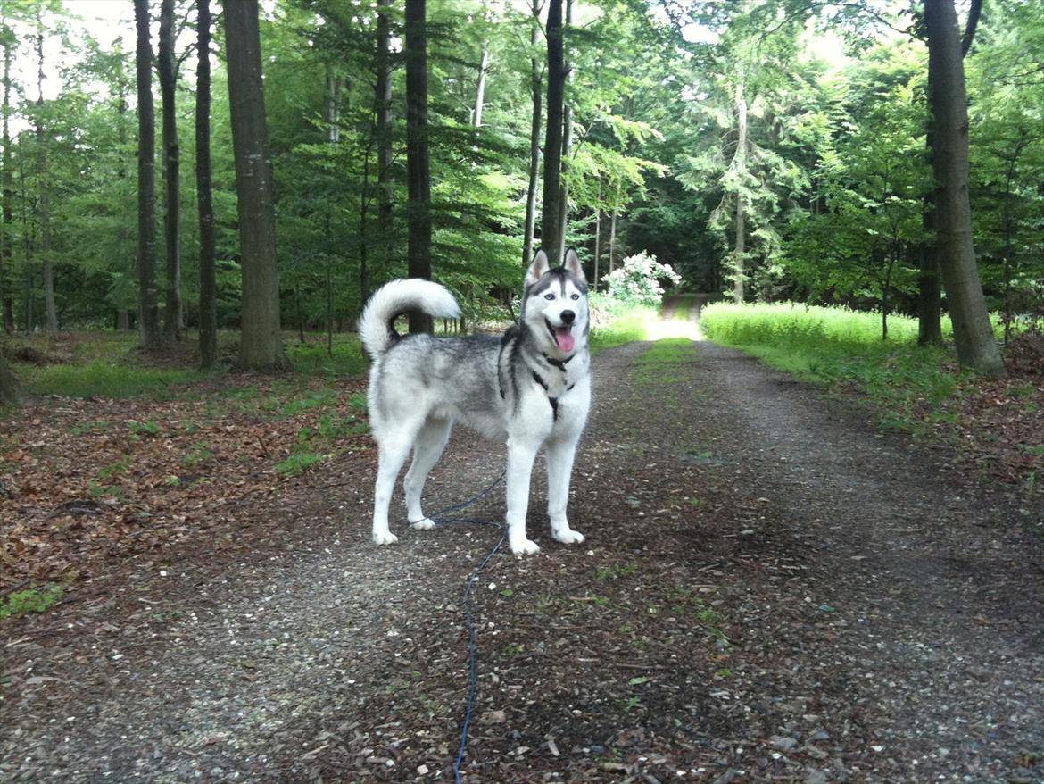 Siberian husky Marquis billede 7