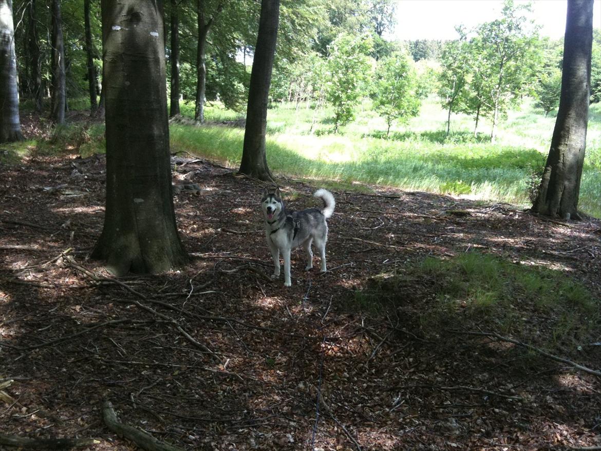 Siberian husky Marquis billede 8