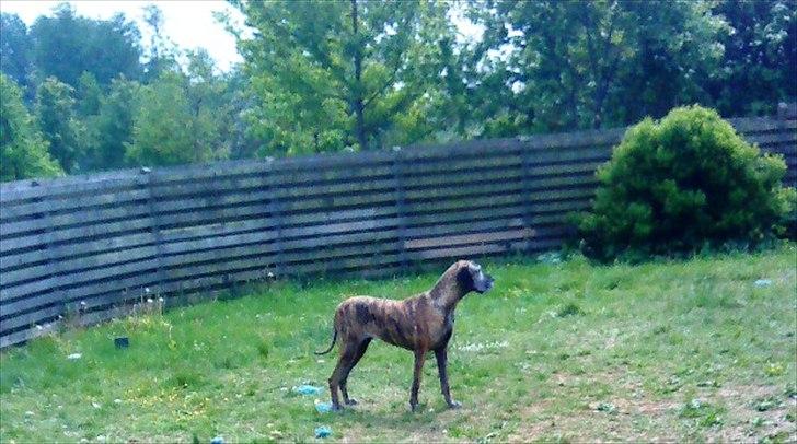 Grand danois CLEO II billede 1