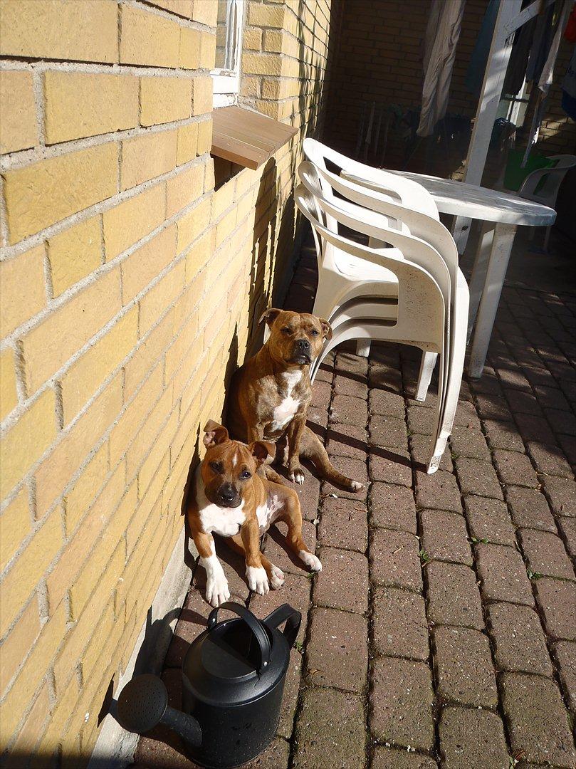 Staffordshire bull terrier Kronsäter's Garfield - Cooper - De nyder solen :) billede 6