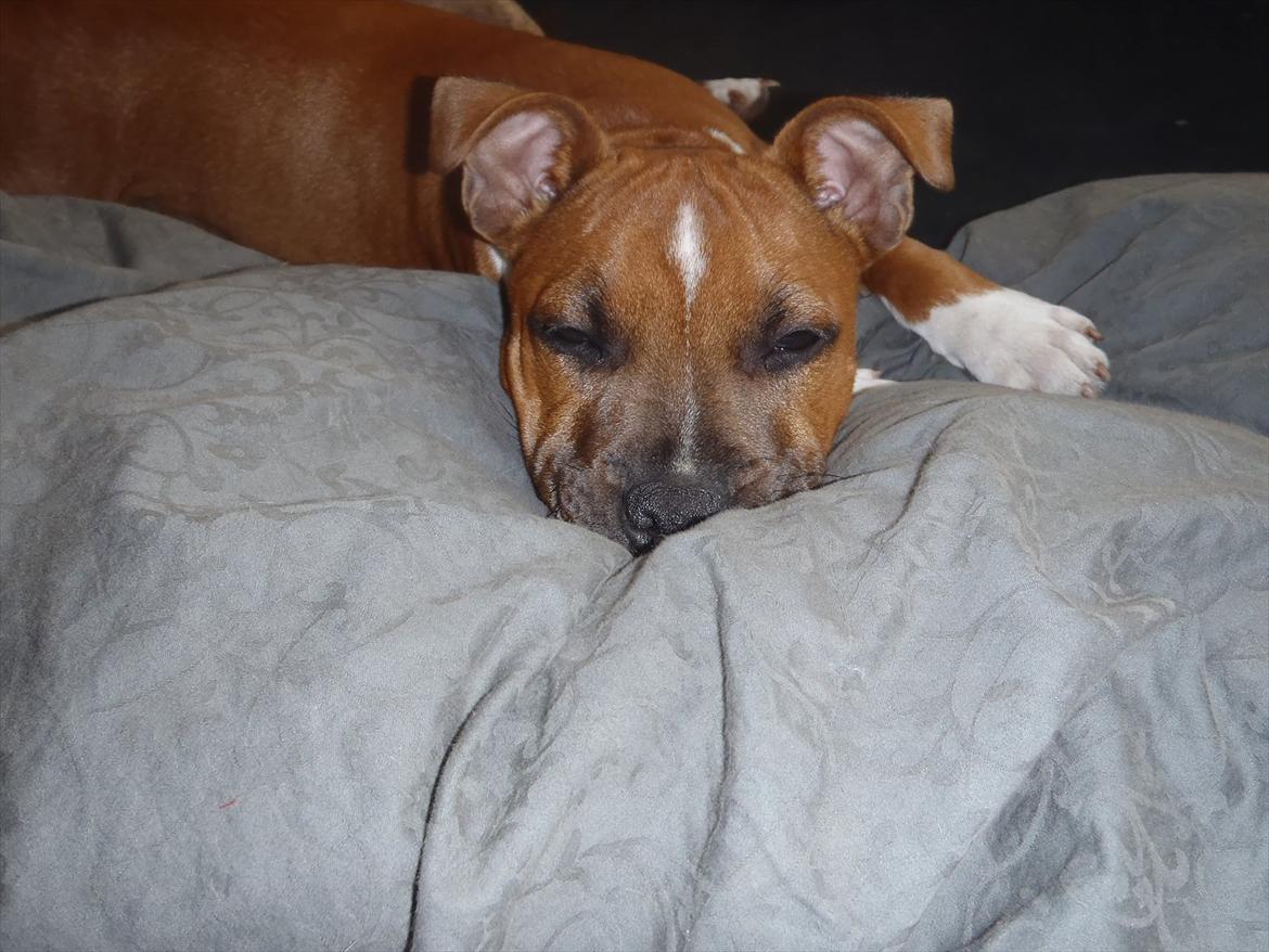 Staffordshire bull terrier Kronsäter's Garfield - Cooper - En lille lur :) billede 7