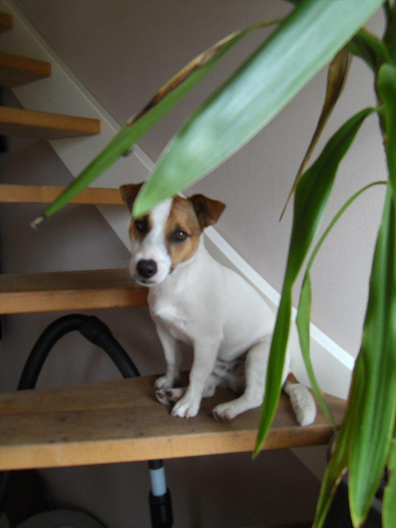Jack russell terrier Vaks - Sidder på trappen og venter på far kommer hjem fra arbejde :D  billede 12