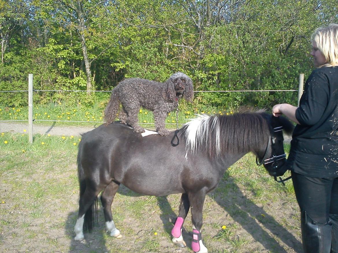 Mellempuddel Darling billede 13