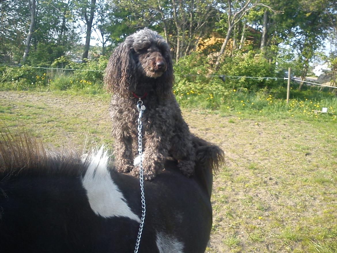 Mellempuddel Darling billede 14