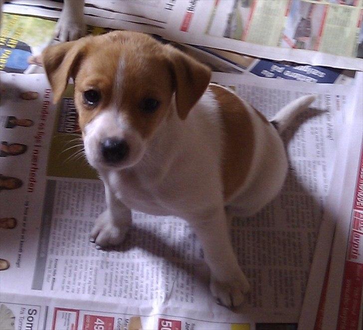 Blanding af racer Cocio - Her er jeg ca 6 uger gammel. 3. Juli billede 1