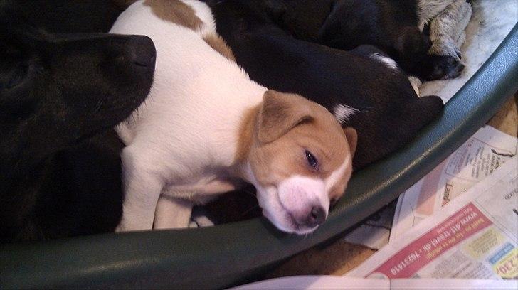 Blanding af racer Cocio - d. 18. Juni. Ca 4 uger gammel. billede 4