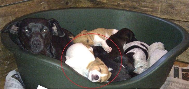 Blanding af racer Cocio - Billeder fra vores første besøg hos hvalpene d. 18. Juni. Ca. 4 uger gammel billede 2