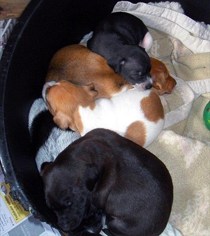 Blanding af racer Cocio - Cocio med sine brødre. Ca. 4 uger gammel billede 3