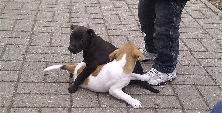 Blanding af racer Cocio - Cocio og Puma Tumler. d. 3. Juli ca. 6 uger gamle  billede 5