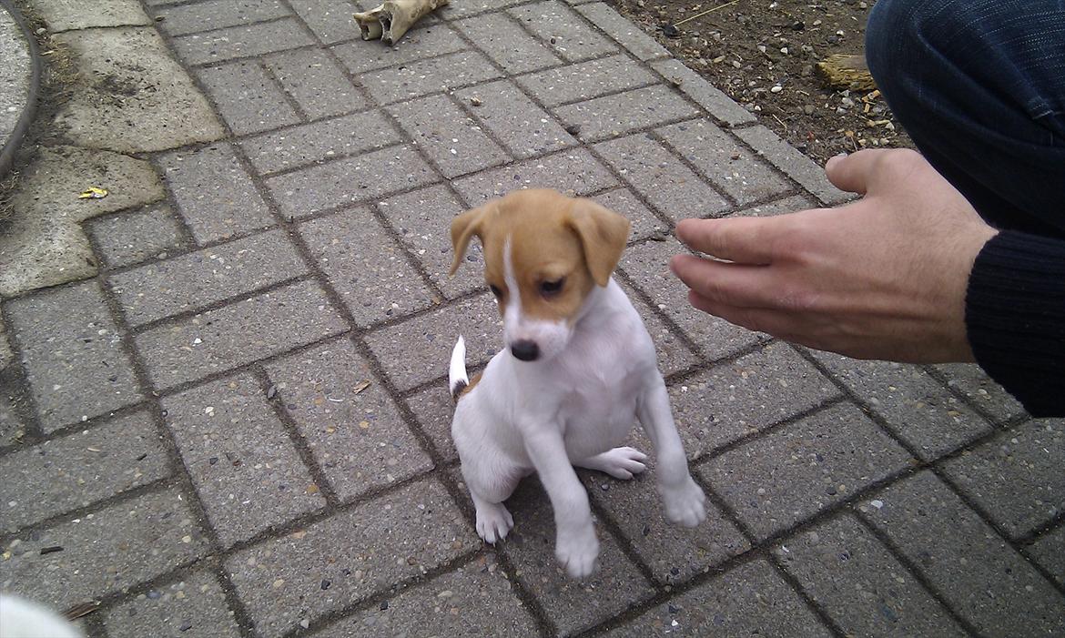 Blanding af racer Cocio - 6 uger billede 6