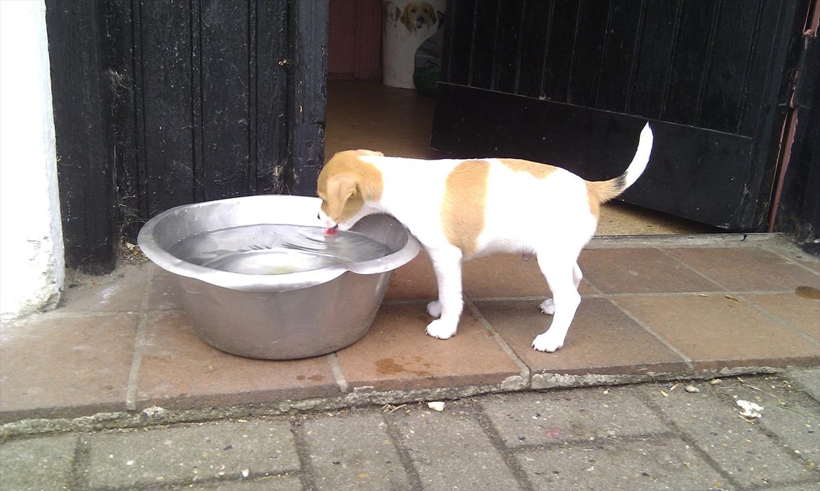 Blanding af racer Cocio - Dejligt med lidt vand. 6 uger billede 7