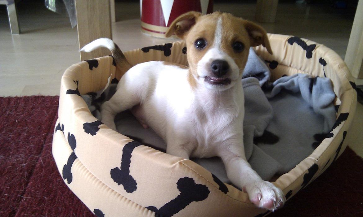 Blanding af racer Cocio - Endelig hjemme. 15. Juli ca 8 uger gammel. billede 8