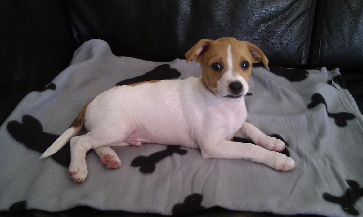 Blanding af racer Cocio - Nu må jeg være i sofaen også. 8 uger. billede 9