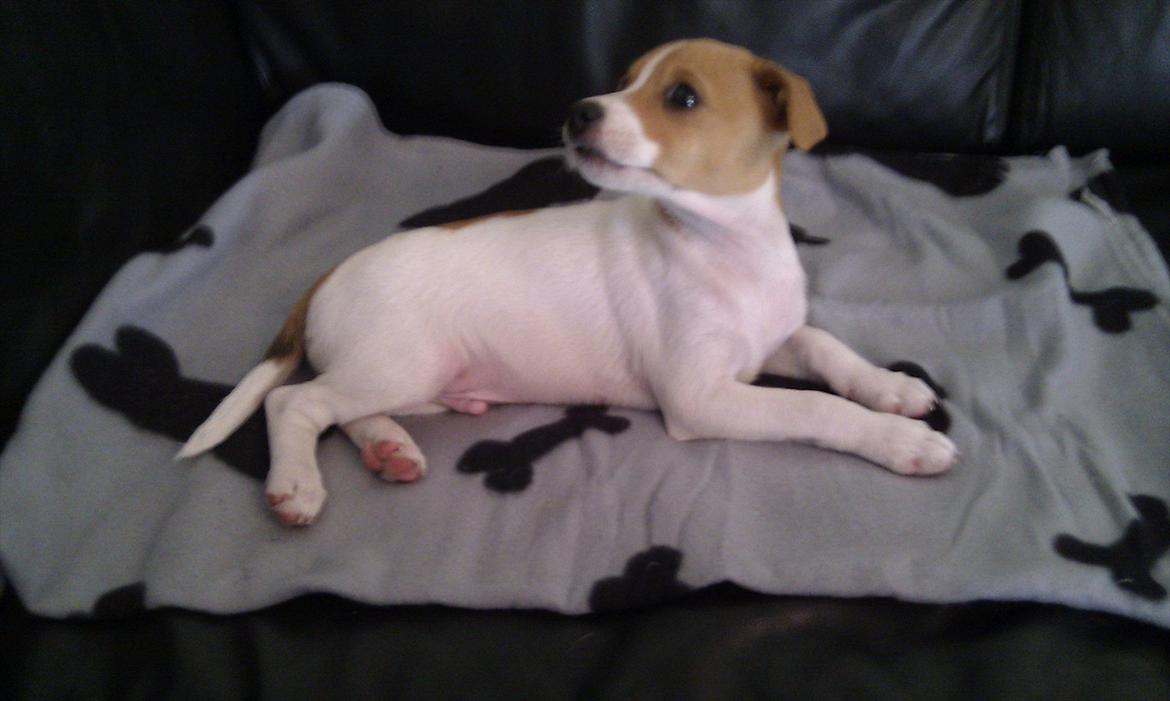 Blanding af racer Cocio - 8 uger billede 10