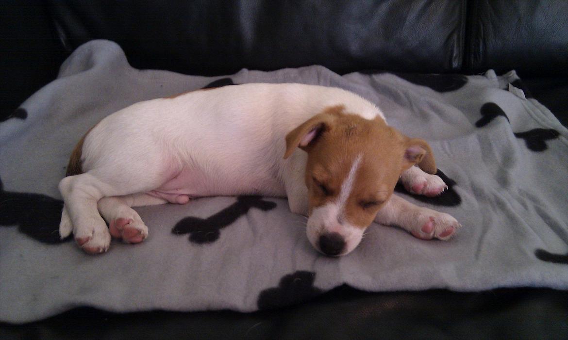 Blanding af racer Cocio - Godnat. 8 uger billede 11