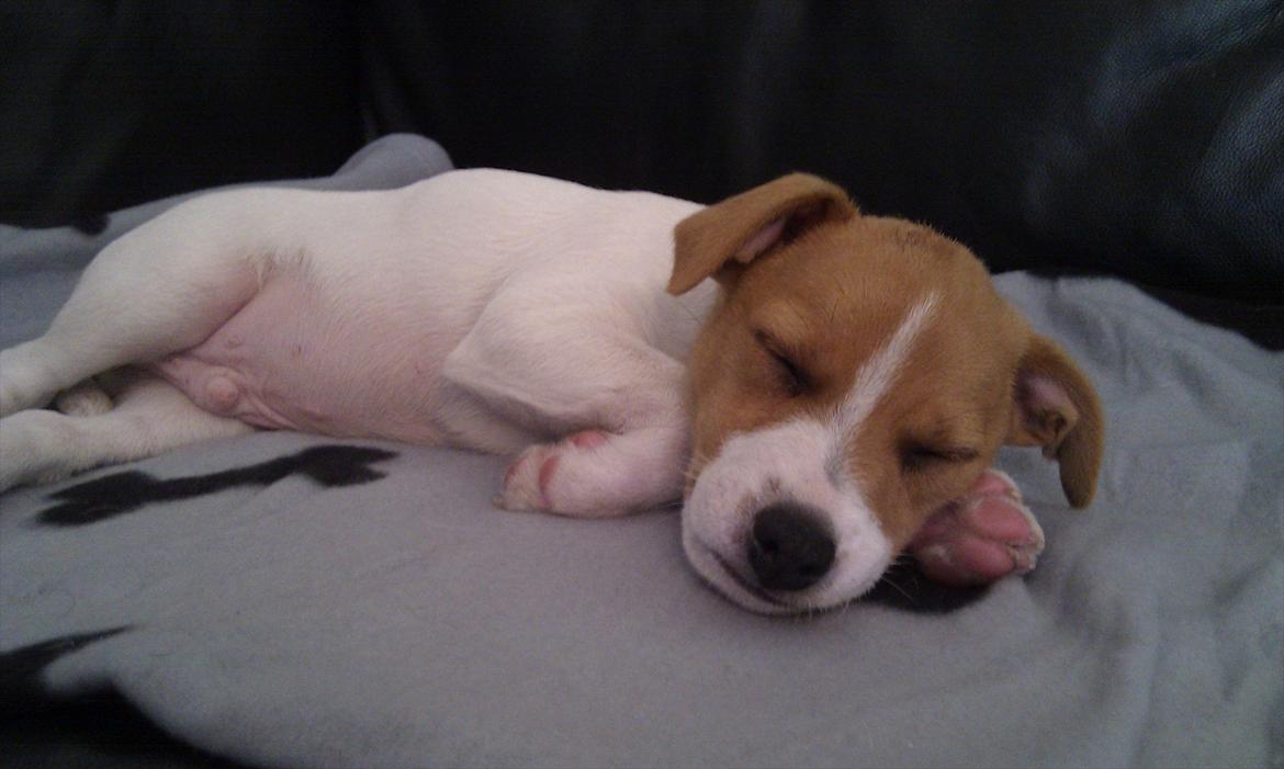 Blanding af racer Cocio - Zzzzzzz 8 uger billede 12