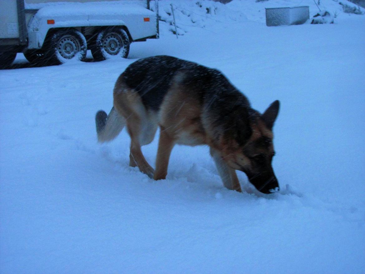 Schæferhund Lucca - Ude og gå spor i snevejr. billede 10