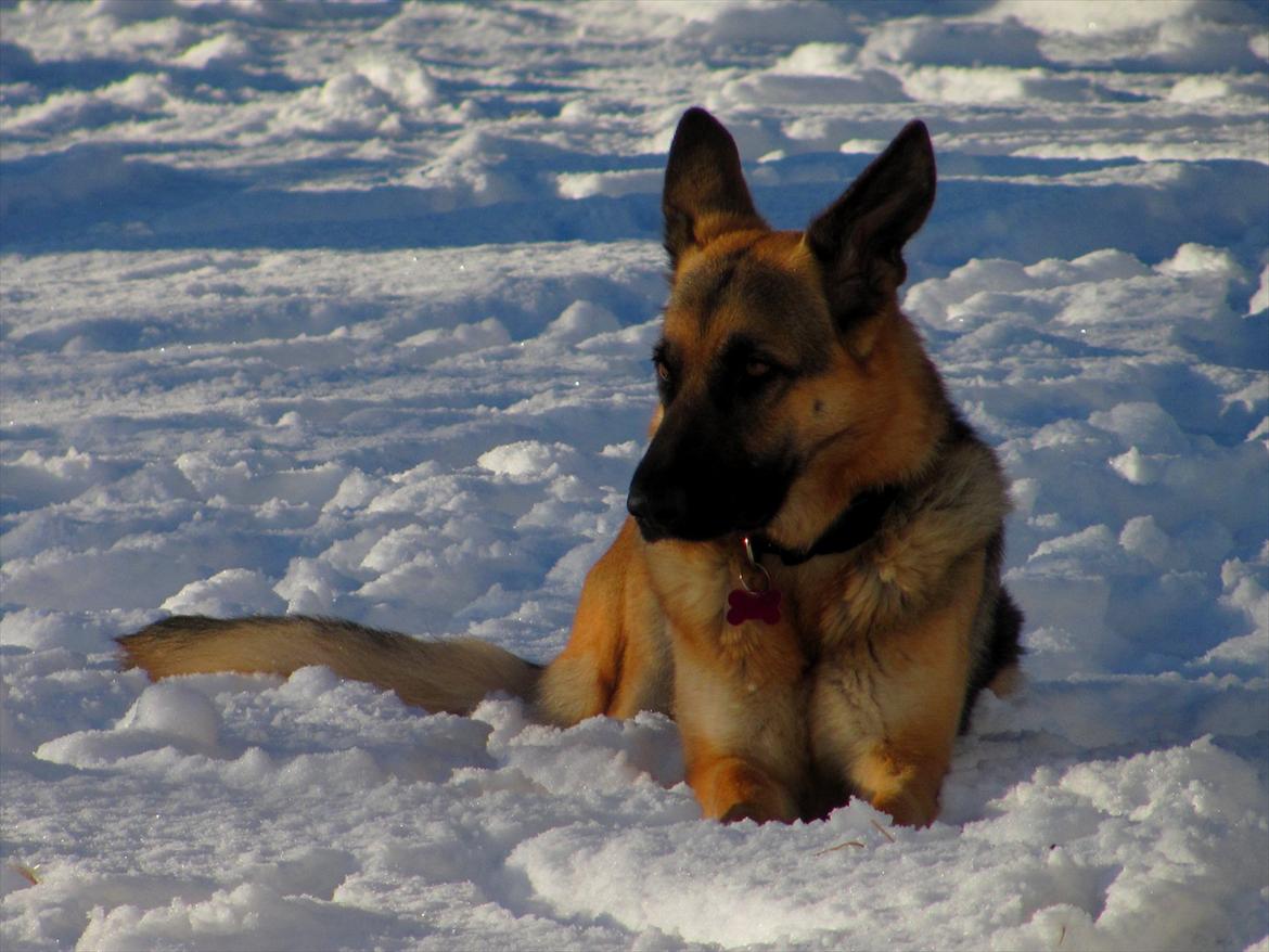 Schæferhund Lucca - Sne billede 11
