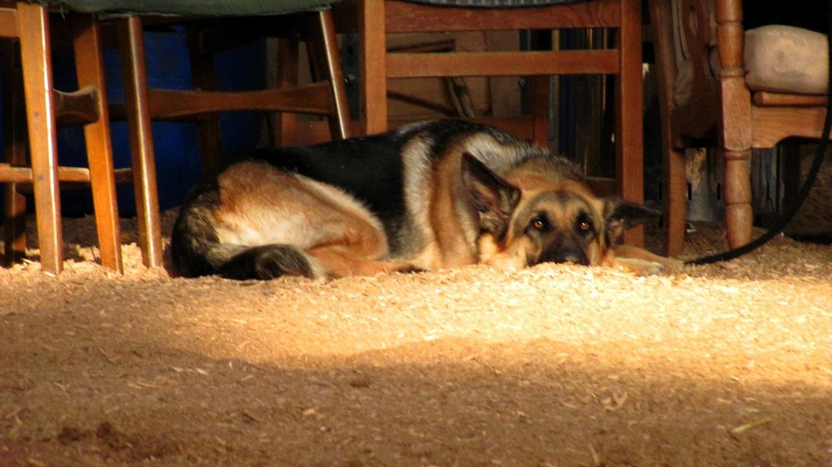 Schæferhund Lucca - Med Louise til ridetime.  billede 13