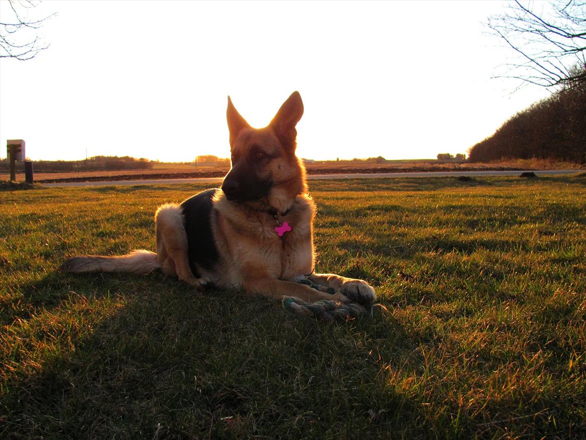 Schæferhund Lucca - Tager lige en slapper inden vi leger videre. billede 6