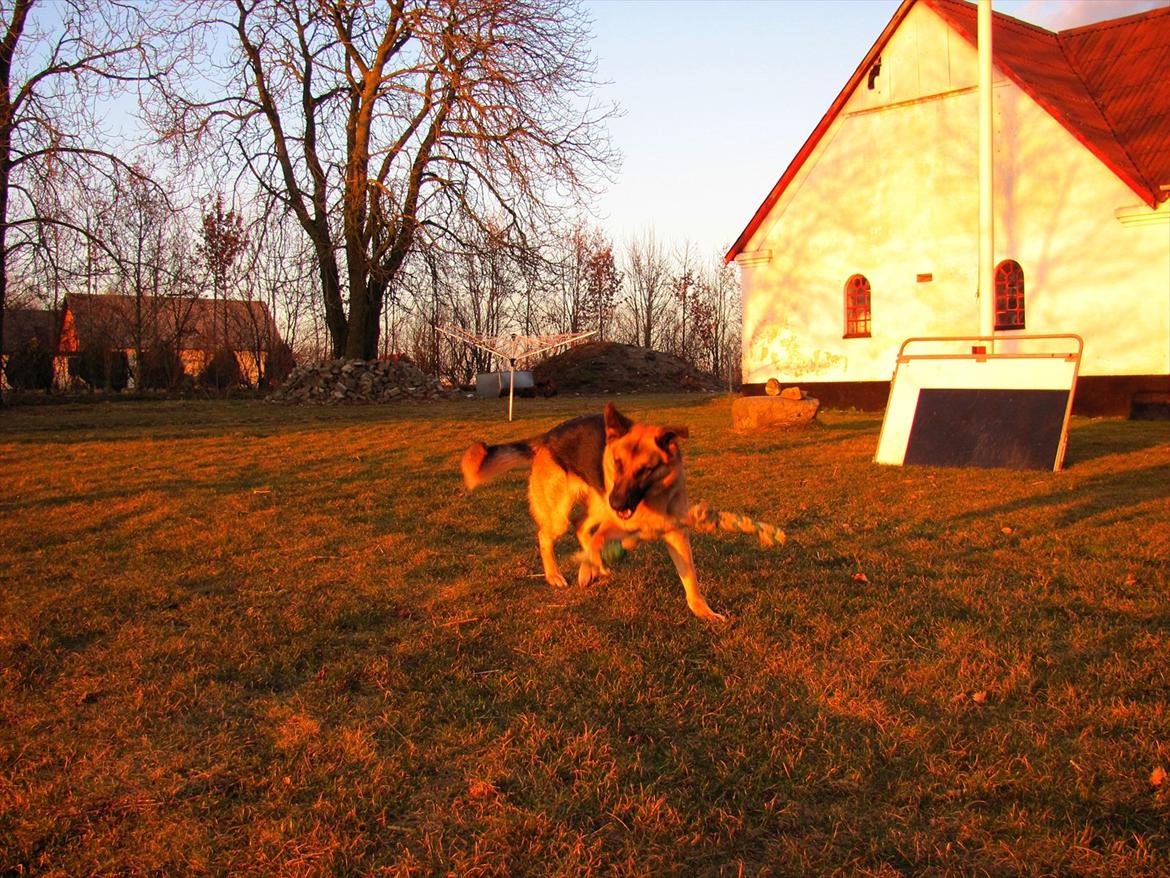 Schæferhund Lucca - Lege lidt mere ;) billede 5
