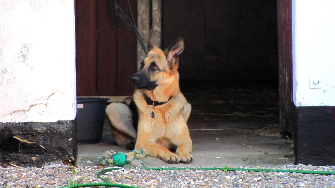 Schæferhund Lucca - Hvad nu? billede 14
