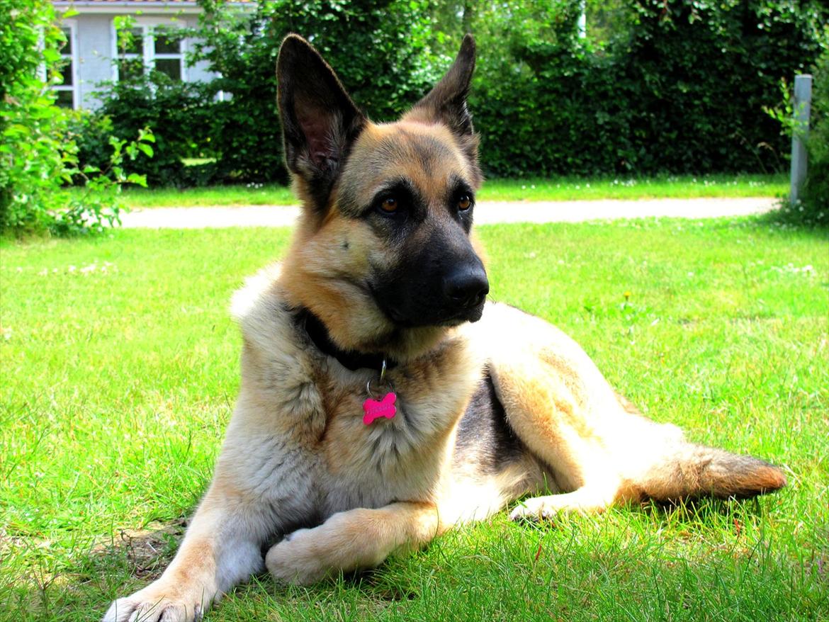 Schæferhund Lucca - Lige en slapper inden vi skal ud og gå. billede 17