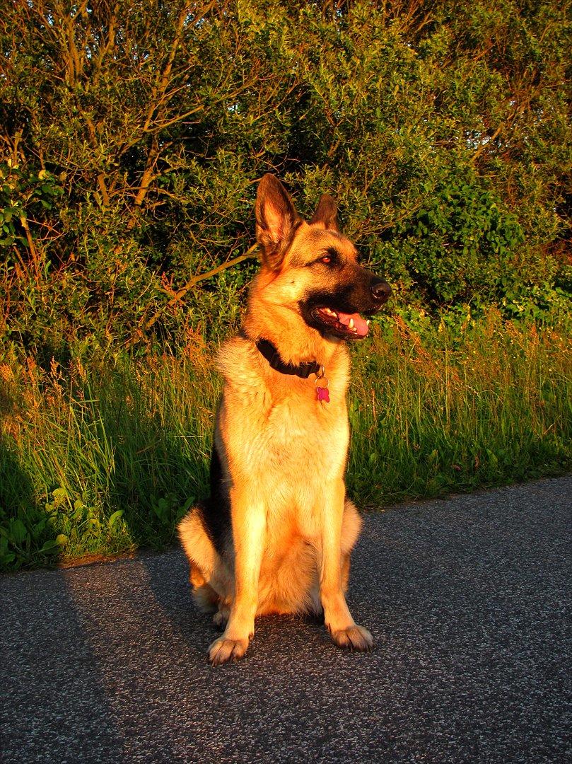 Schæferhund Lucca - Tyk med hvalper. billede 19