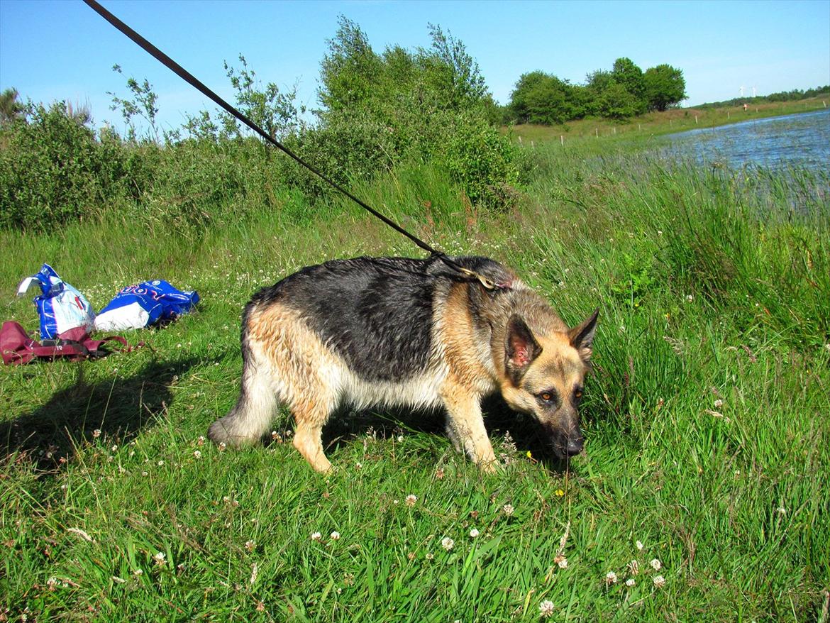 Schæferhund Lucca - Lucca, tyk med hvalper. Med ude og bade i Navnsø.  billede 18