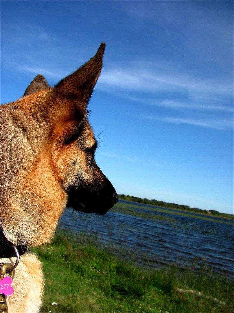 Schæferhund Lucca - Tak fordi i så med. billede 20