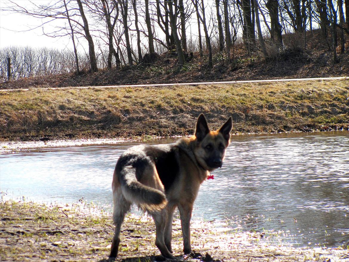 Schæferhund Lucca - Stor, stor vandpyt.  billede 9