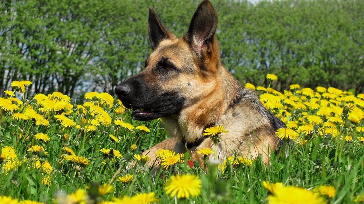 Schæferhund Lucca - Lucca i mælkebøtte engen. billede 16