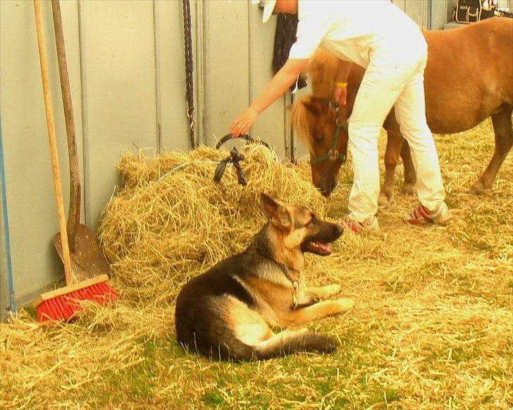 Schæferhund Lucca - Landsskuet med ponyen Toril. Lucca er selfølgelig med. billede 15