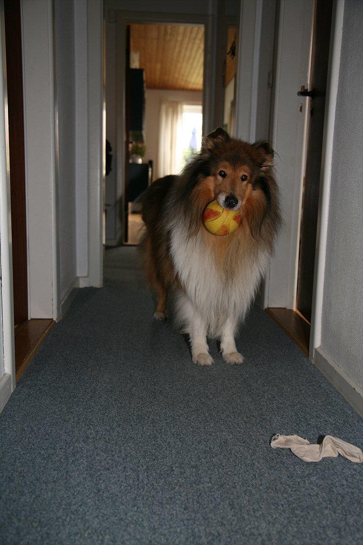 Collie langhåret Tiger billede 7