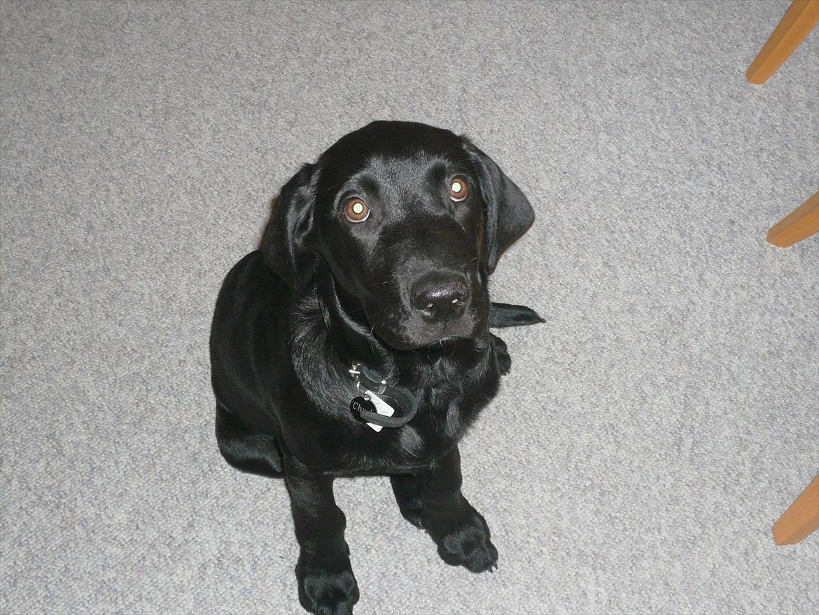 Labrador retriever Chuck billede 2