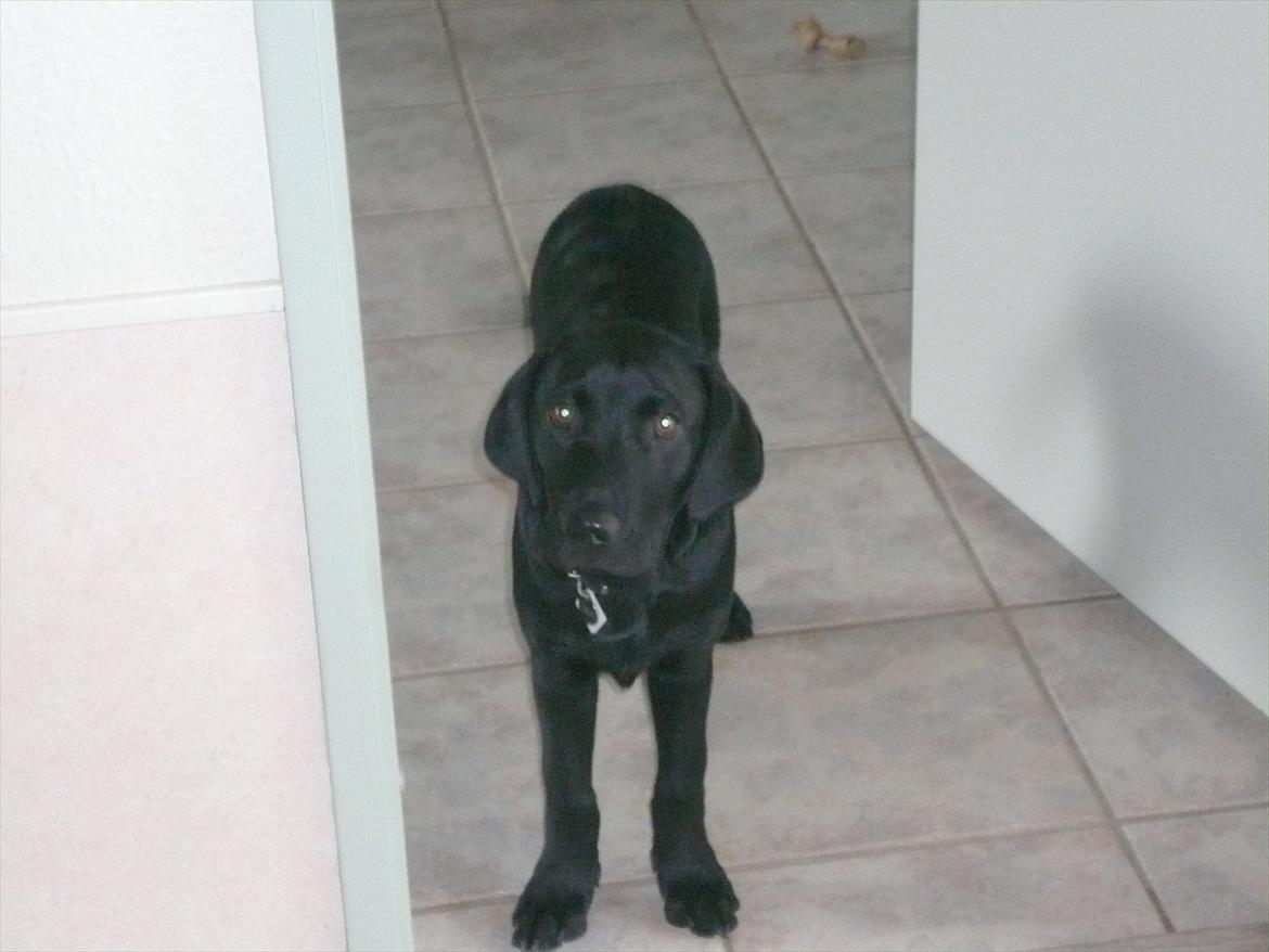 Labrador retriever Chuck billede 1