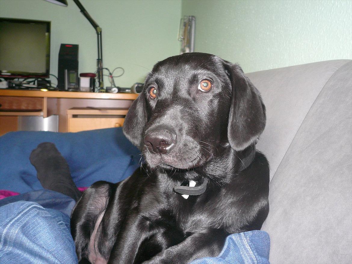 Labrador retriever Chuck billede 4