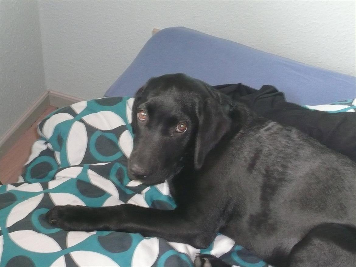 Labrador retriever Chuck billede 5