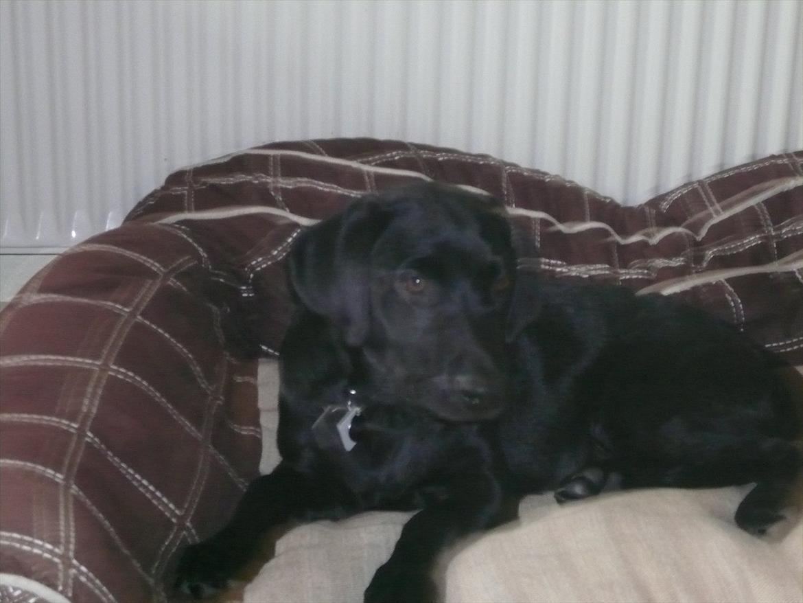 Labrador retriever Chuck billede 6