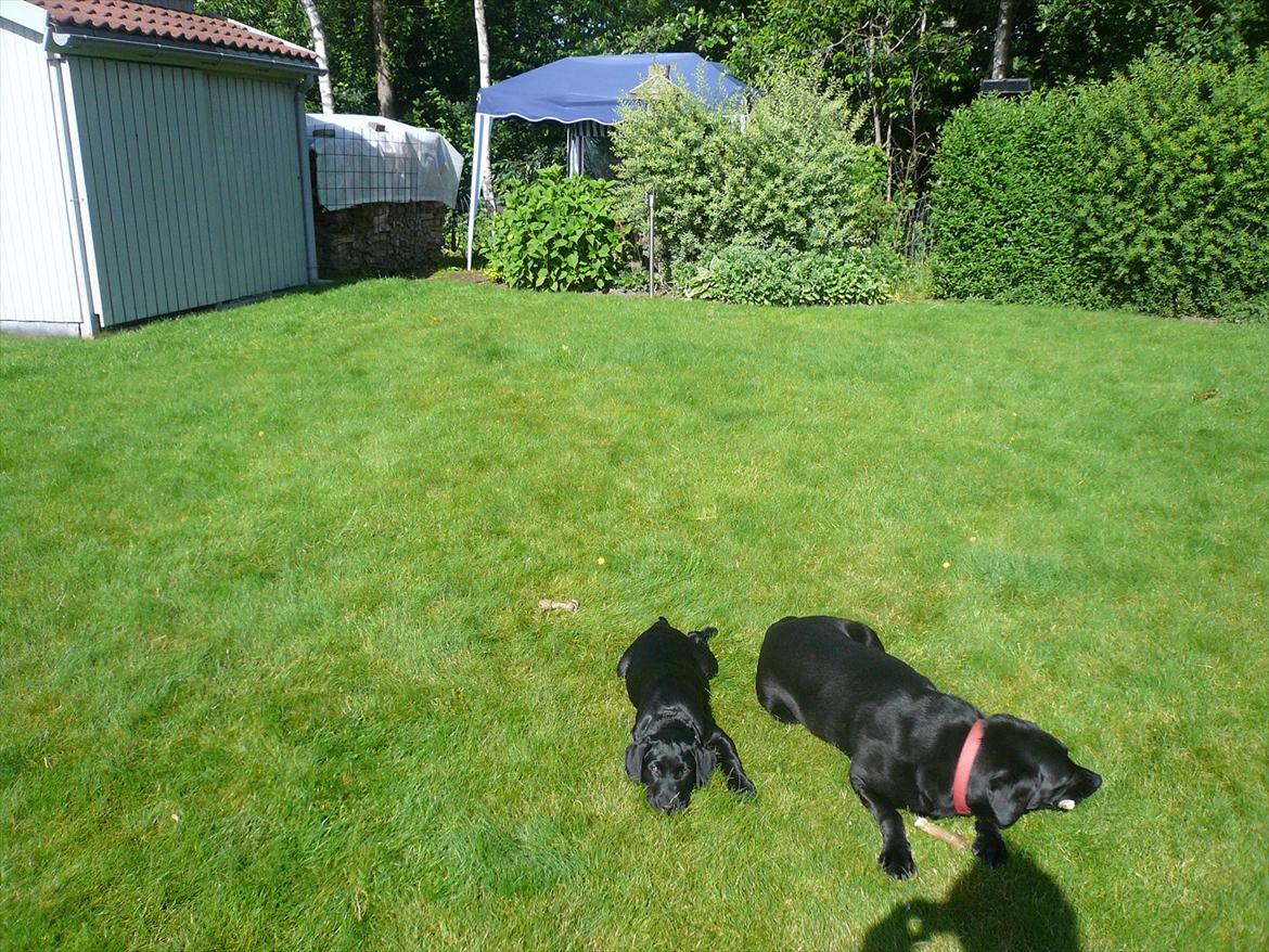 Labrador retriever Chuck - Chuck og Senna billede 7