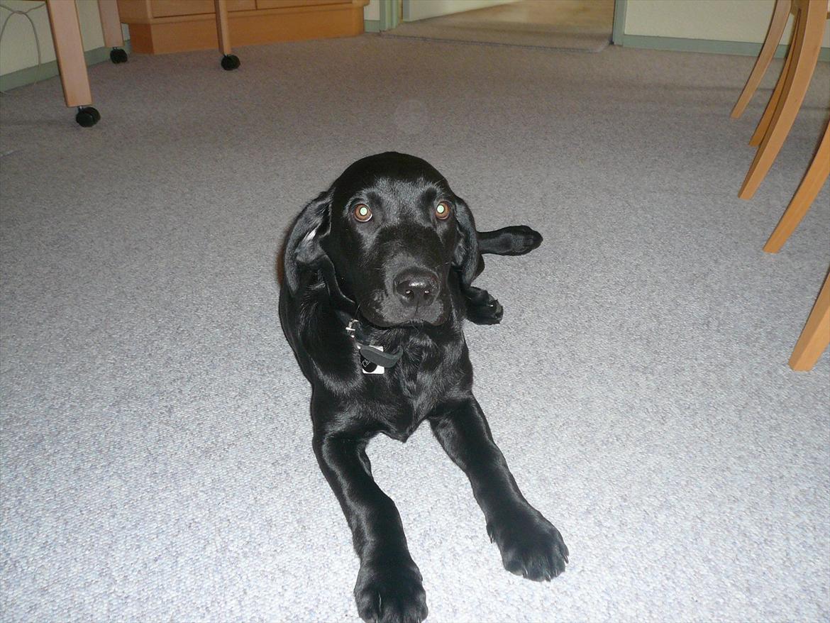 Labrador retriever Chuck billede 10