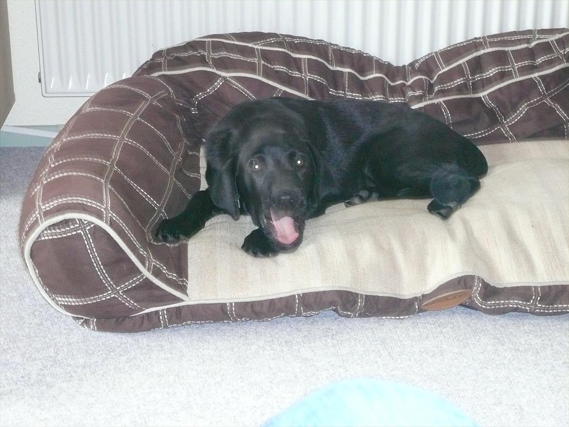 Labrador retriever Chuck - Chuck er træt efter en hård dag :) billede 11