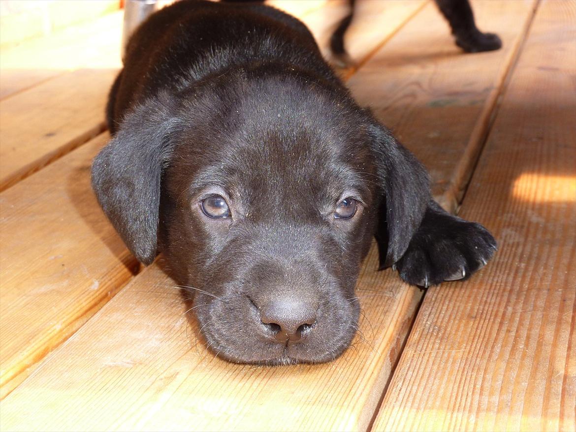 Labrador retriever Chuck billede 12