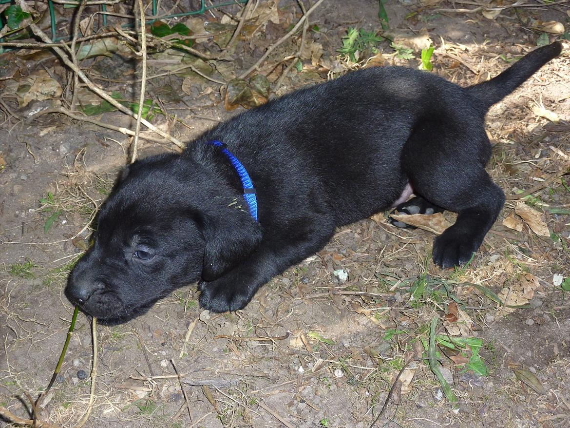 Labrador retriever Chuck billede 13