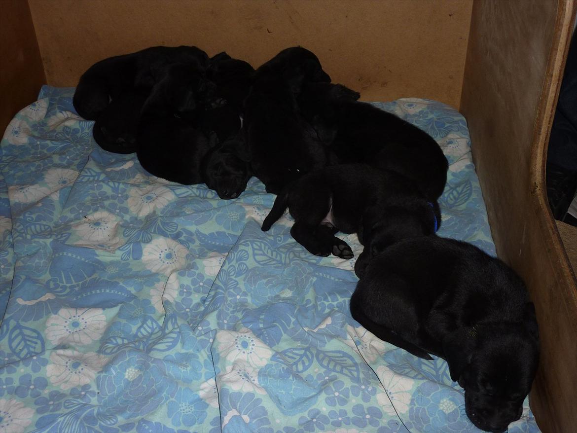 Labrador retriever Chuck billede 14