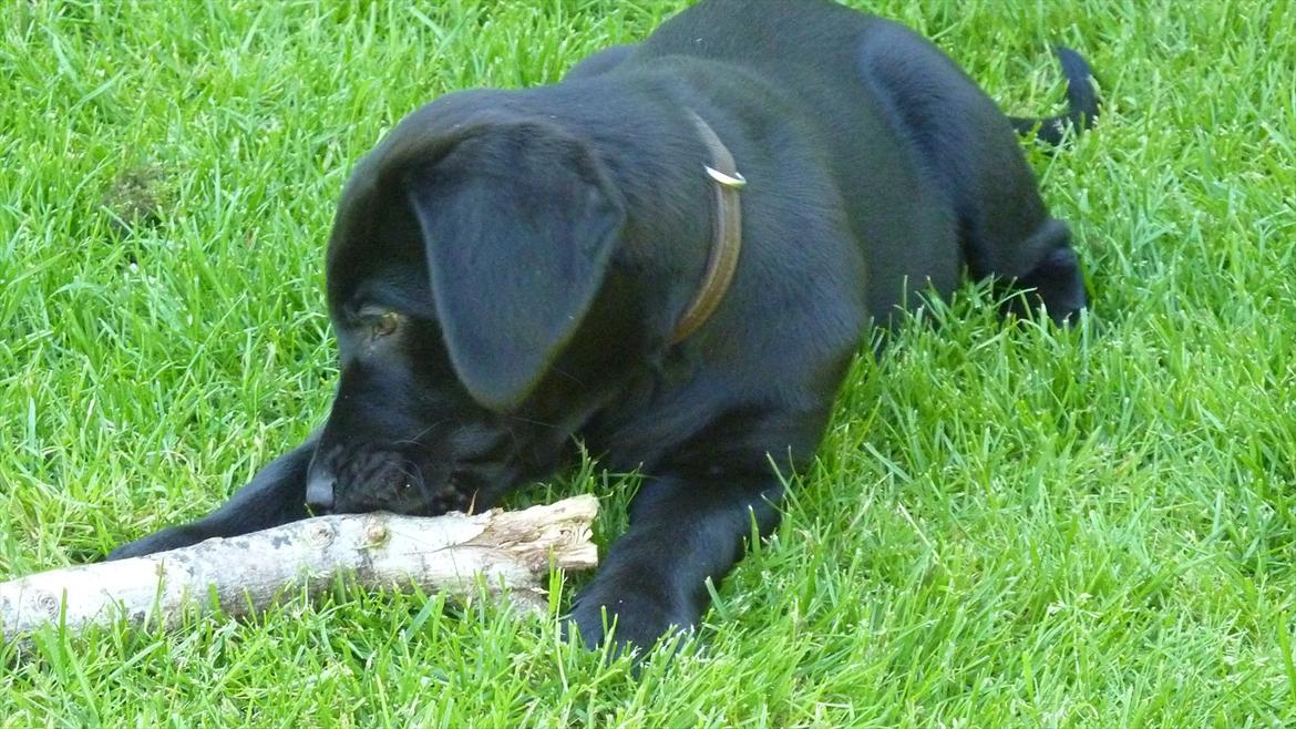 Labrador retriever Chuck billede 15