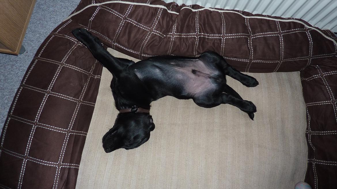 Labrador retriever Chuck billede 16